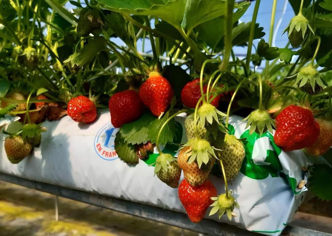 Au Bocage Parfume Gite La Cigaline Wirwignes Luaran gambar
